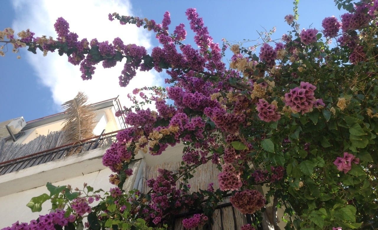 montenegro-real-estate-com-12